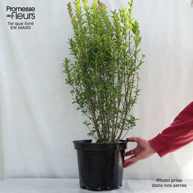 Euonymus japonicus Benkomasaki (Erecta) Pot de 7,5L/10L esemplare consegnato in inverno