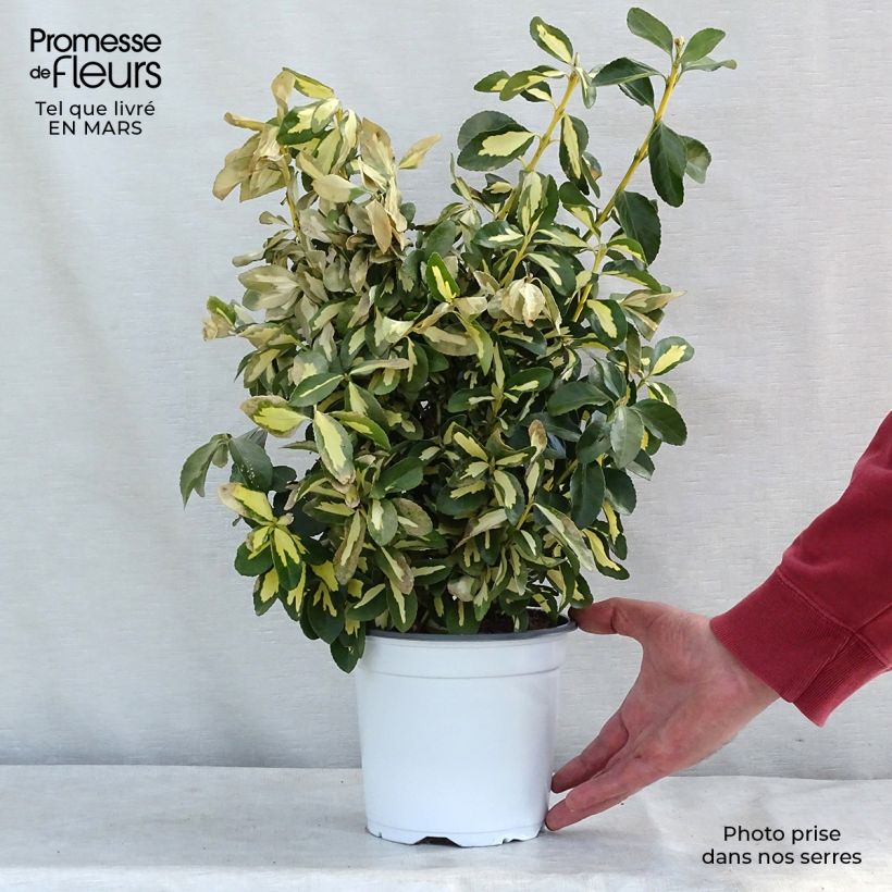 Fusain du Japon - Euonymus japonicus Duc d'Anjou en pot de 3L/4L esemplare consegnato in inverno