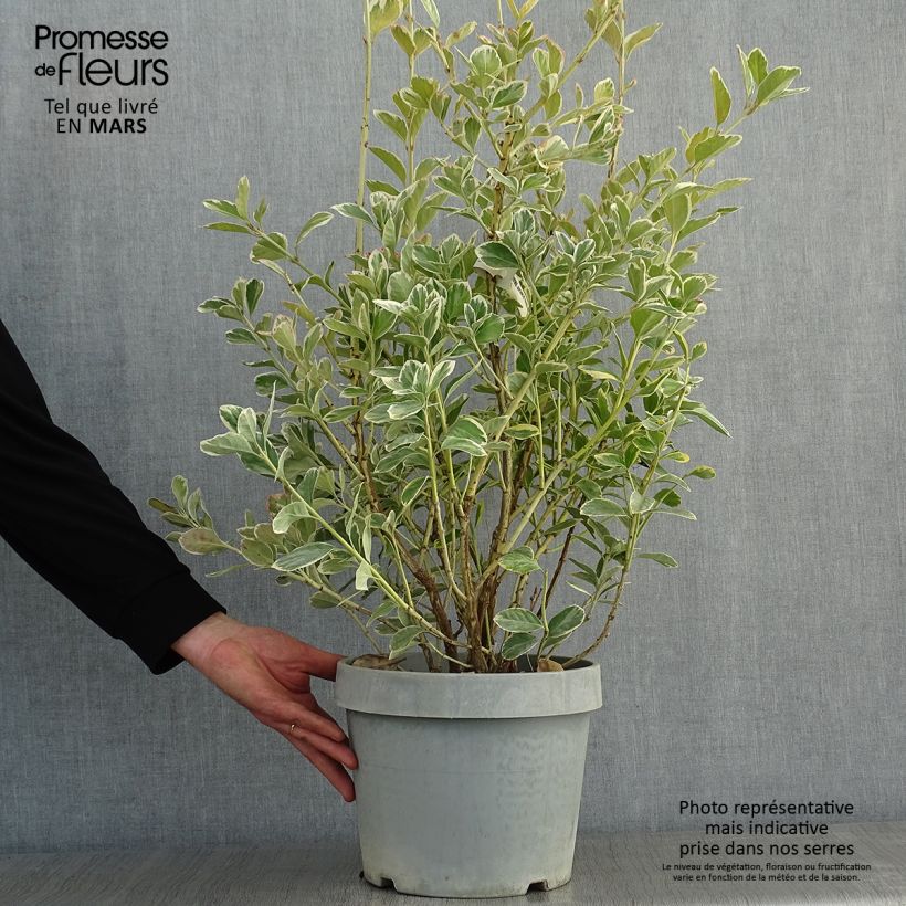 Fusain du Japon - Euonymus japonicus Silver King Pot de 6L esemplare consegnato in inverno