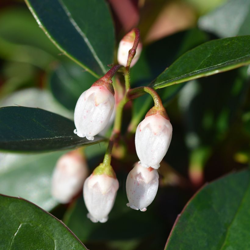 Gaultheria White Pearl (Fioritura)