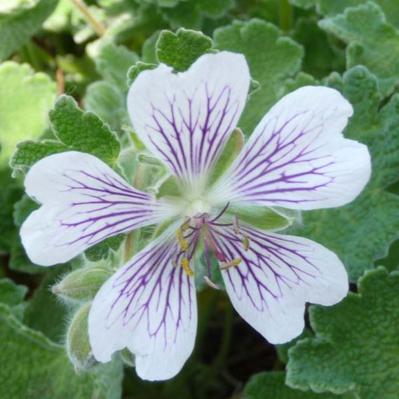 Geranium renardii (Fioritura)