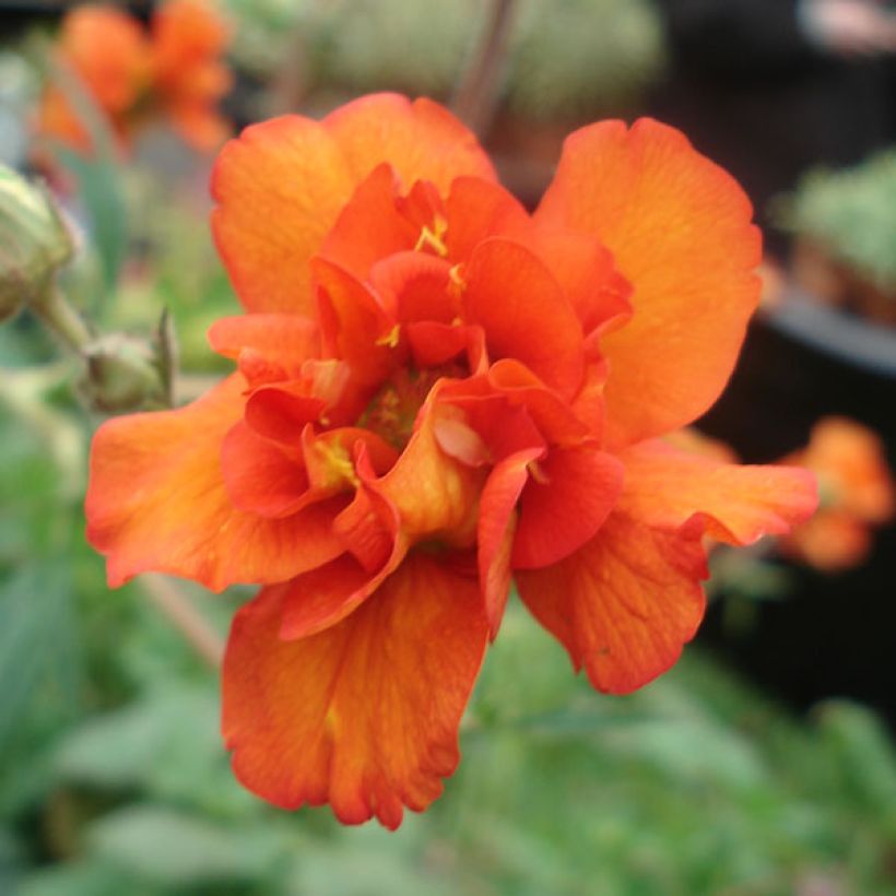 Geum Prinses Juliana (Fioritura)