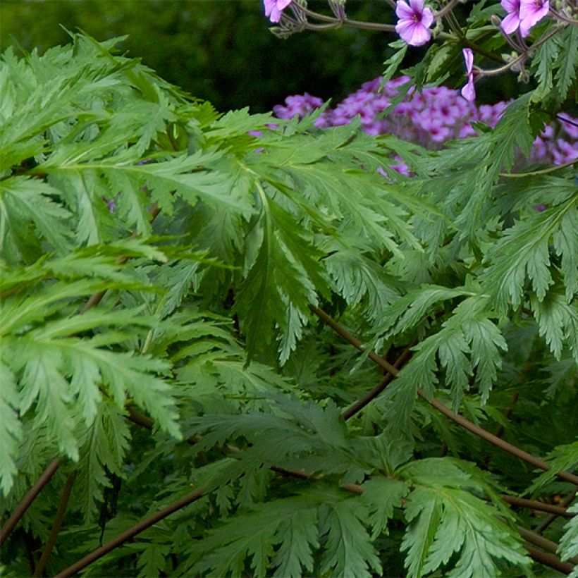 Geranium maderense (Fogliame)