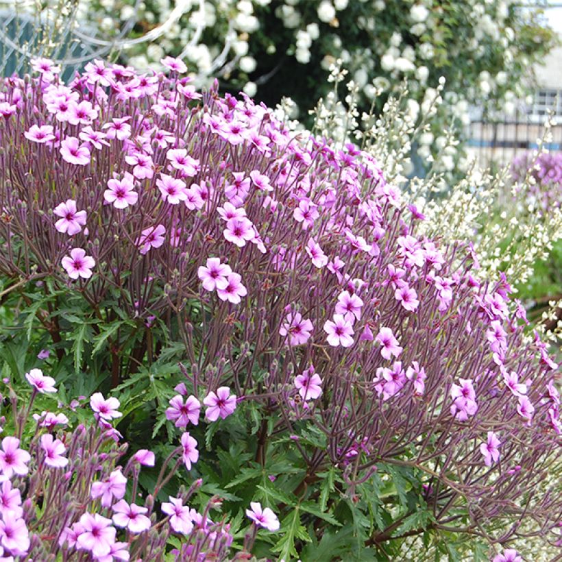 Geranium maderense (Fioritura)