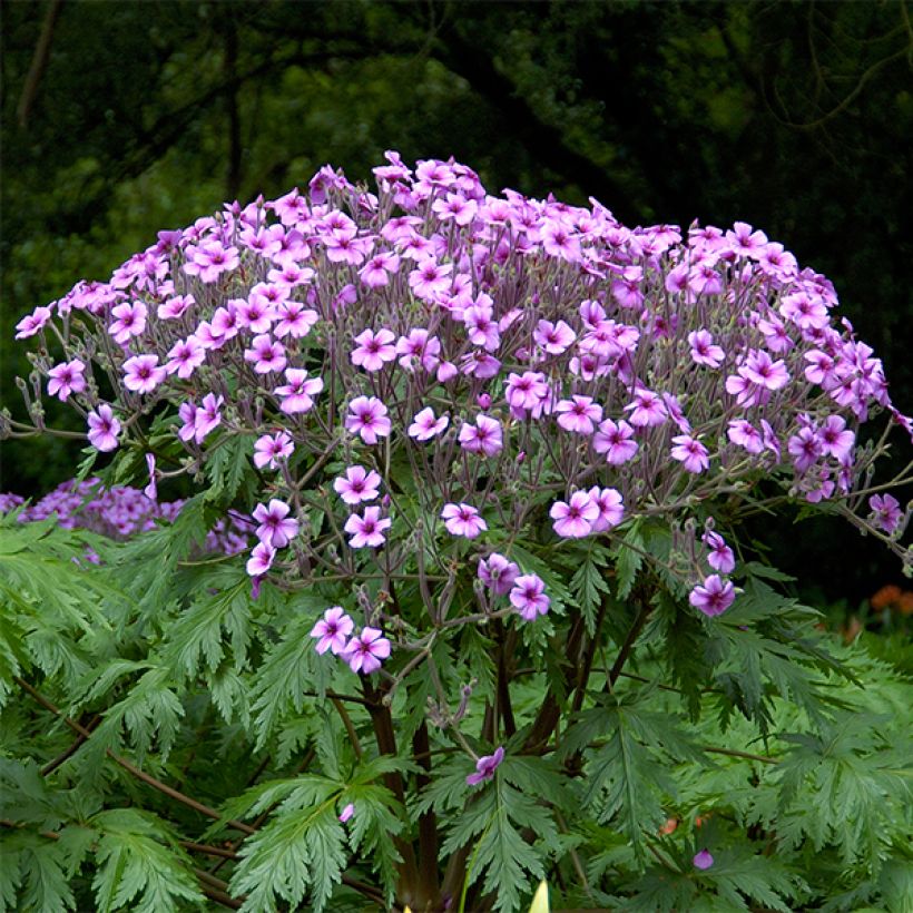 Geranium maderense (Porto)