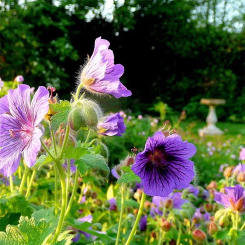 Geranium magnificum Blue Blood (Fioritura)