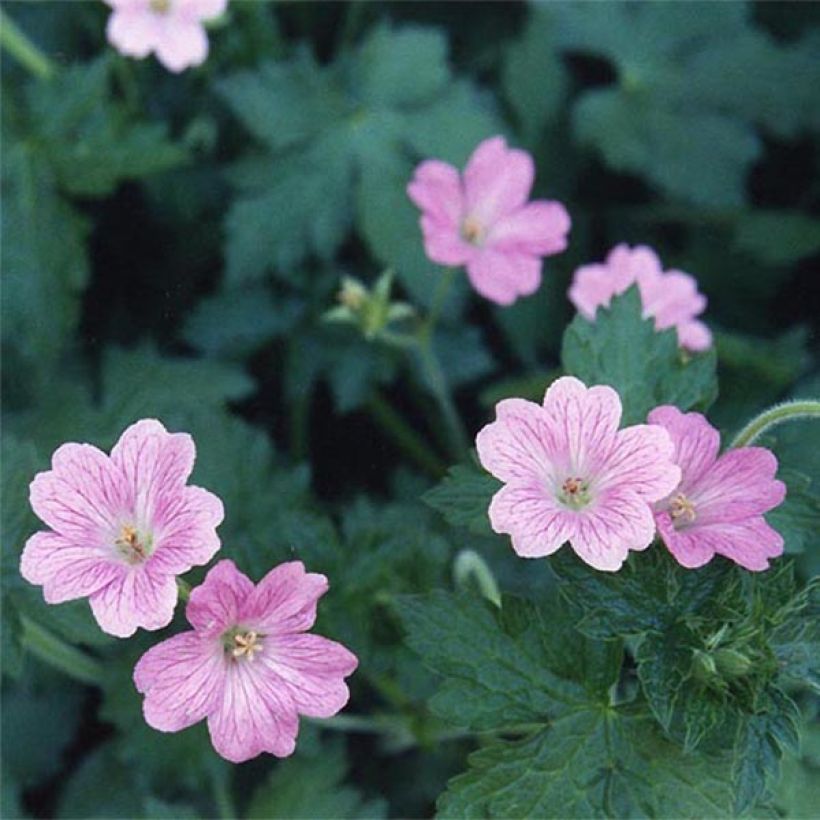 Geranium oxonianum Claridge Druce (Fioritura)