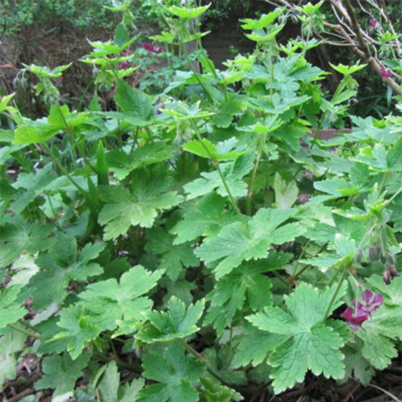 Geranium phaeum - Geranio stellato (Fogliame)