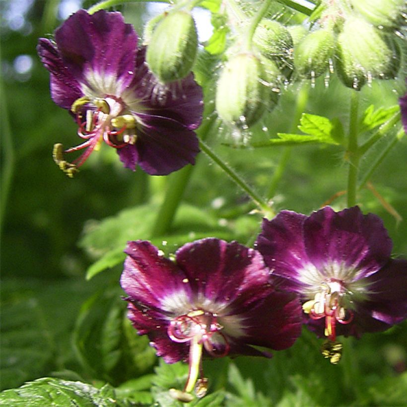 Geranium phaeum - Geranio stellato (Fioritura)