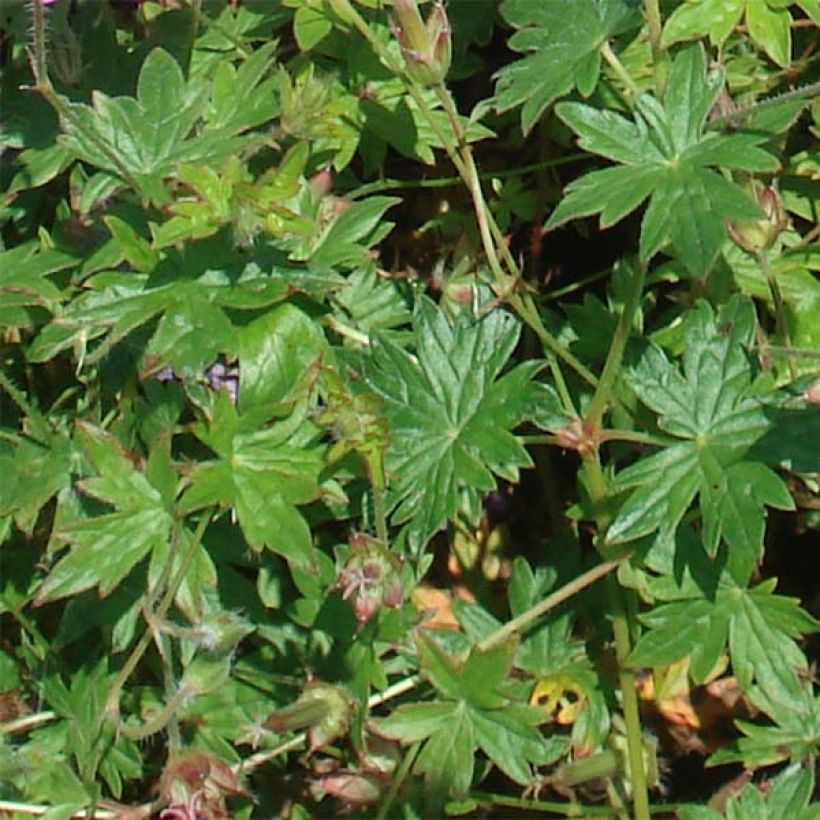 Geranium sanguineum Blushing Turtle - Geranio sanguigno (Fogliame)