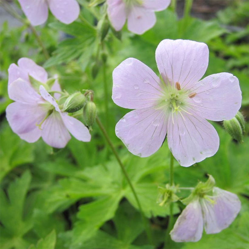 Geranium maculatum Chatto (Fioritura)