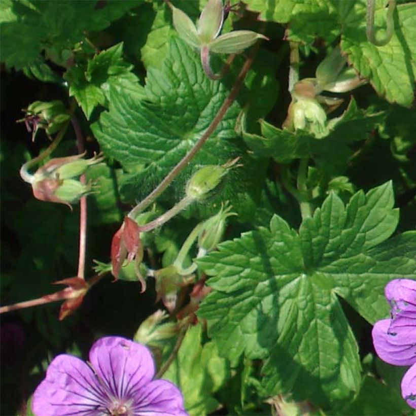 Geranium Pink Penny (Fogliame)