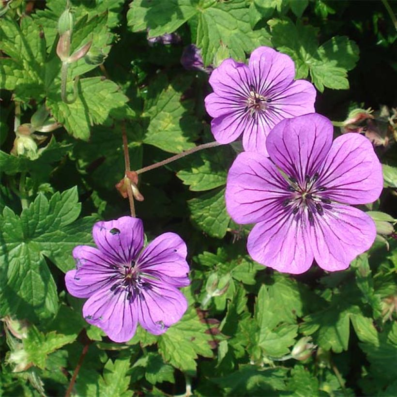 Geranium Pink Penny (Fioritura)