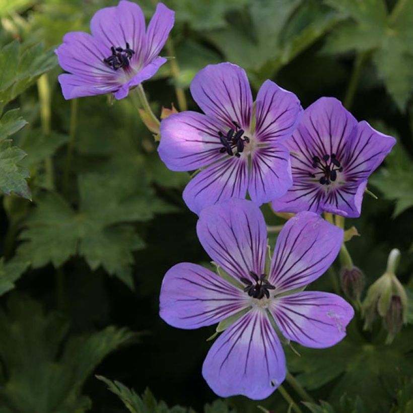 Geranium Rise and Shine (Fioritura)