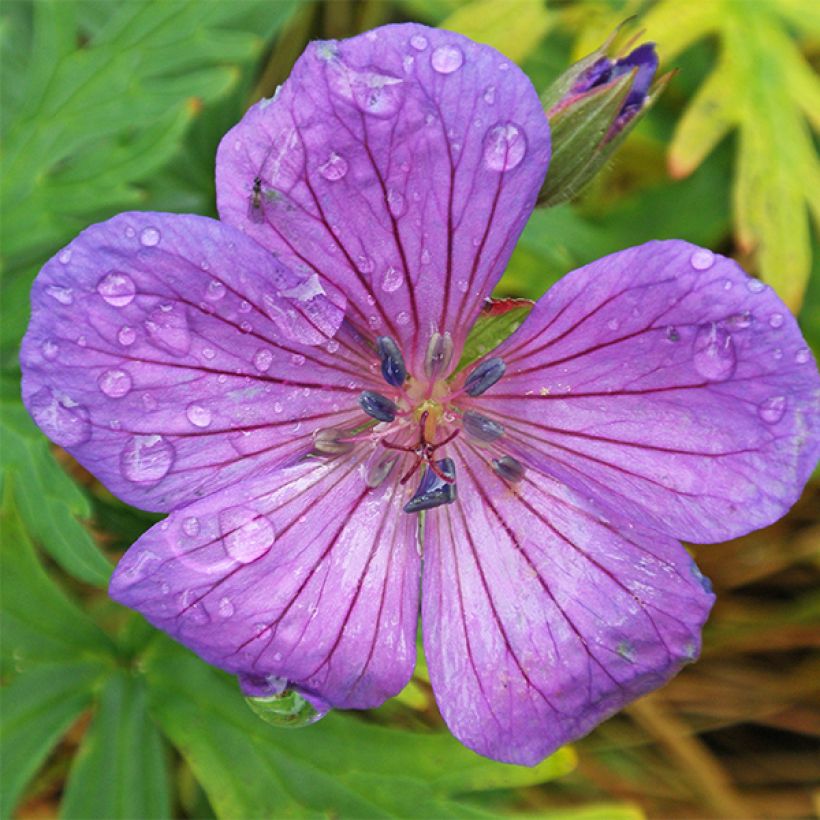 Geranium clarkei Kashmir Purple (Fioritura)