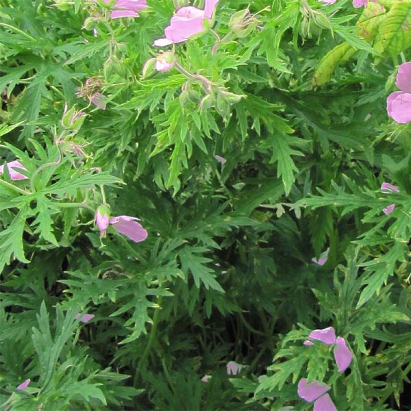 Geranium clarkei Kashmir Pink (Fogliame)