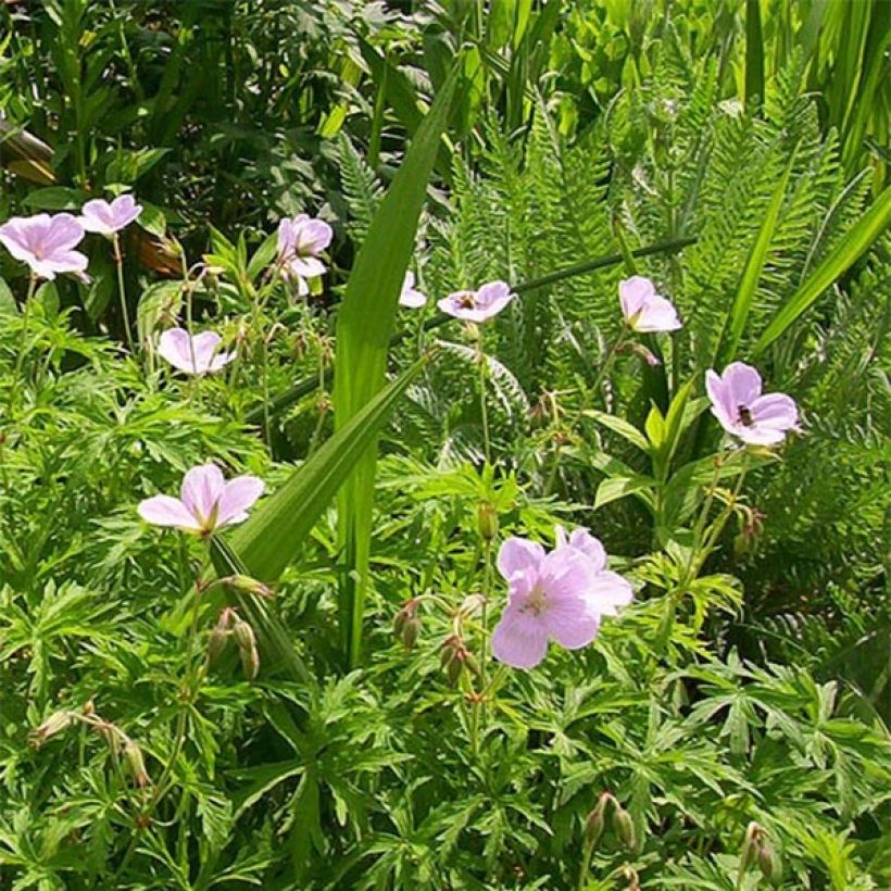 Geranium clarkei Kashmir Pink (Fioritura)