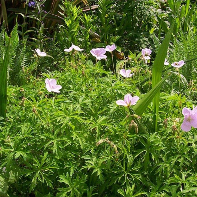 Geranium clarkei Kashmir Pink (Porto)