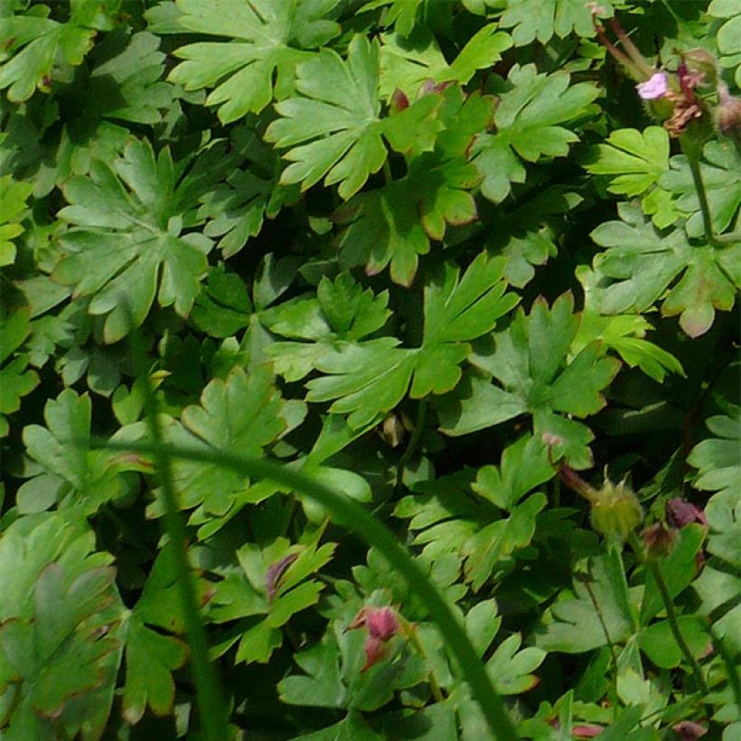 Geranium dalmaticum Bressingham Pink (Fogliame)