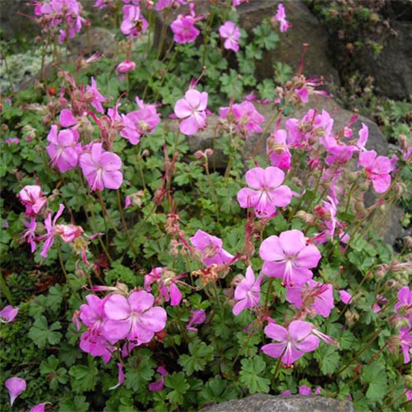 Geranium dalmaticum Bressingham Pink (Fioritura)