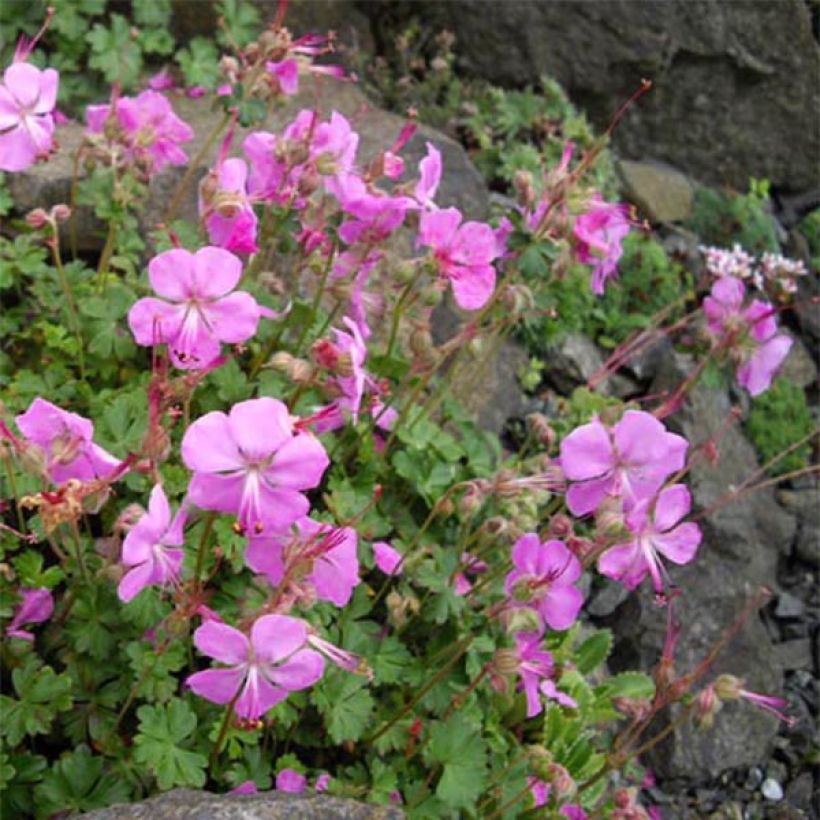 Geranium dalmaticum Bressingham Pink (Porto)