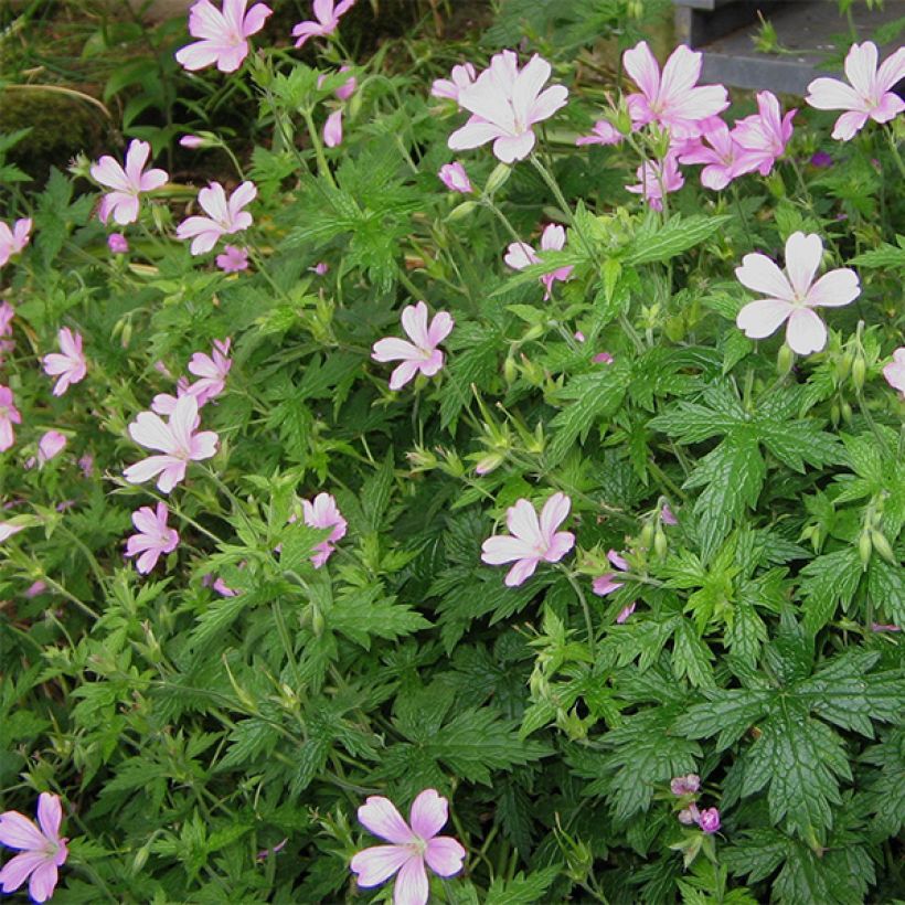 Geranium endressii (Porto)