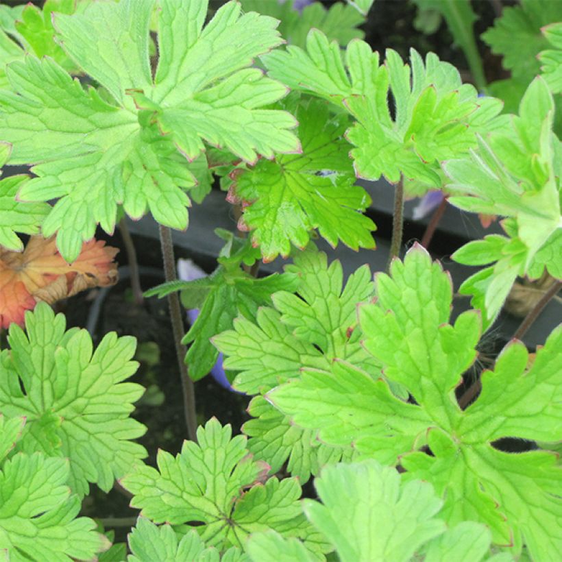 Geranium himalayense (Fogliame)