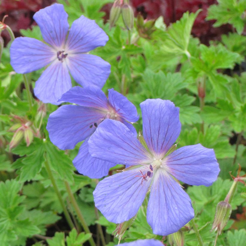 Geranium himalayense (Fioritura)