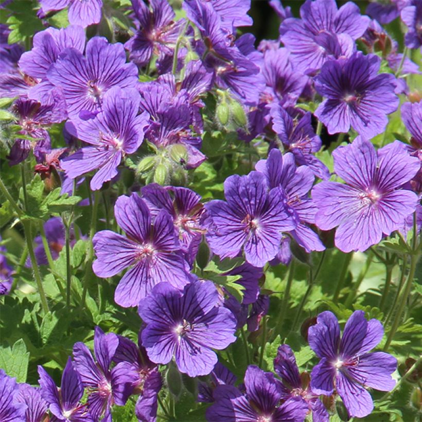 Geranium ibericum subsp. jubatum Vital (Fioritura)