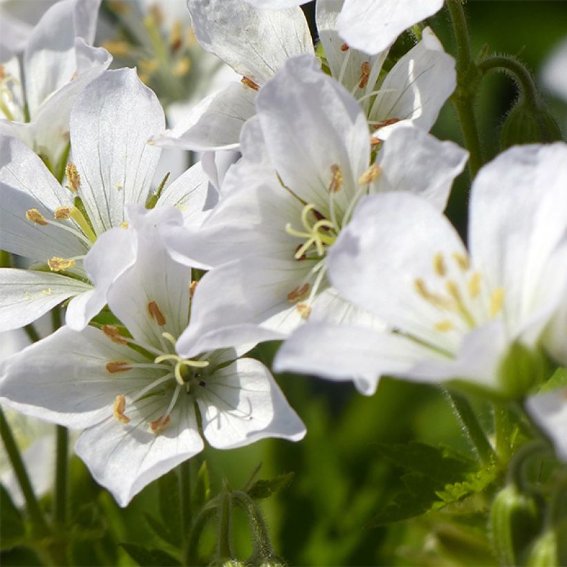 Geranium maculatum var. album (Fioritura)