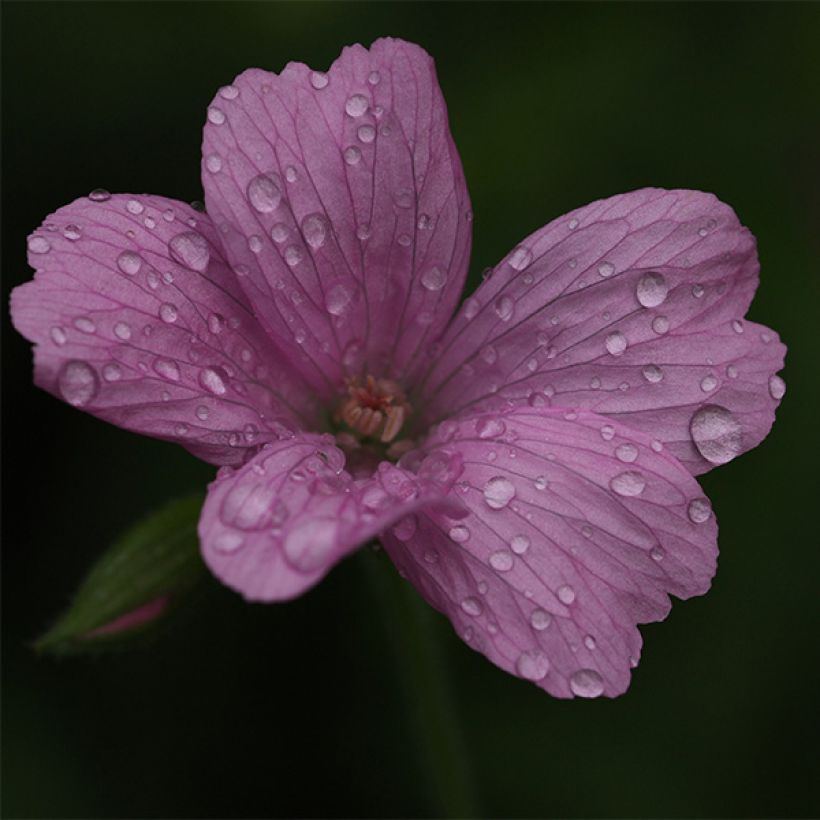 Geranium oxonianum Rosenlicht (Fioritura)