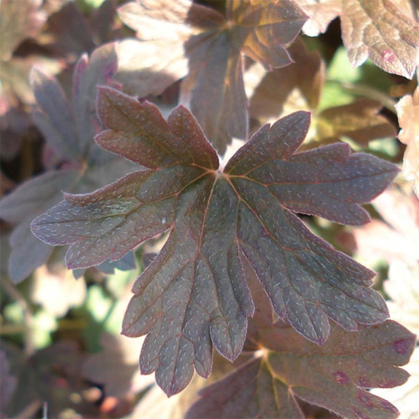 Geranium oxonianum Sanne (Fogliame)