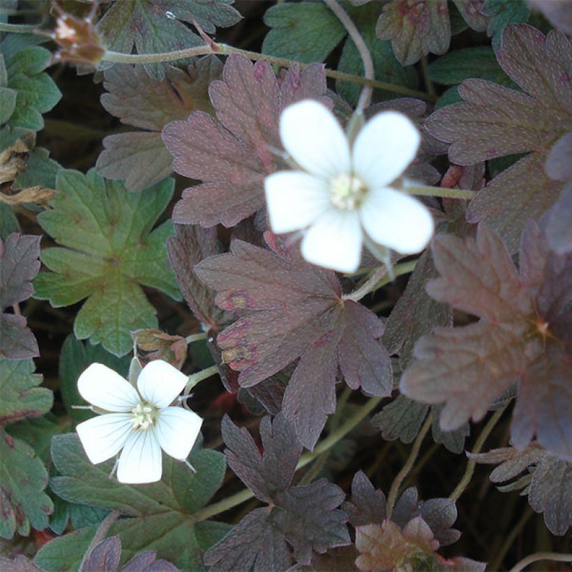 Geranium oxonianum Sanne (Fioritura)