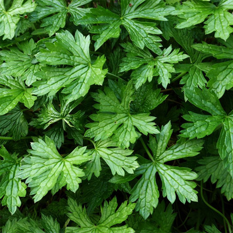 Geranium oxonianum Sherwood (Fogliame)