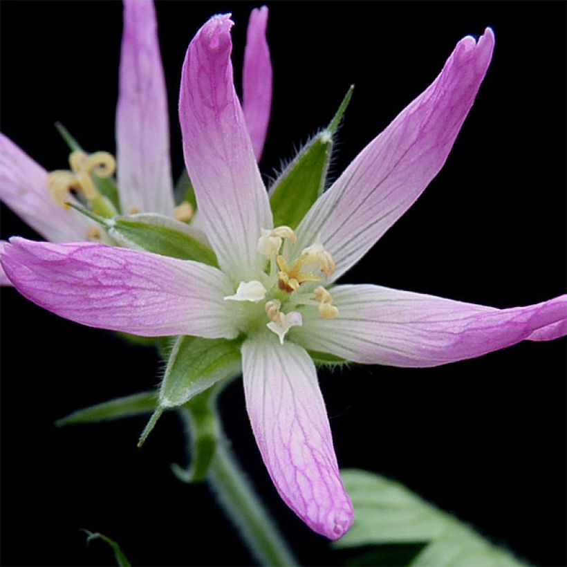 Geranium oxonianum Sherwood (Fioritura)