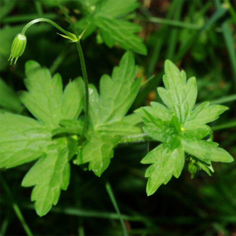 Geranium palustre - Geranio palustre (Fogliame)