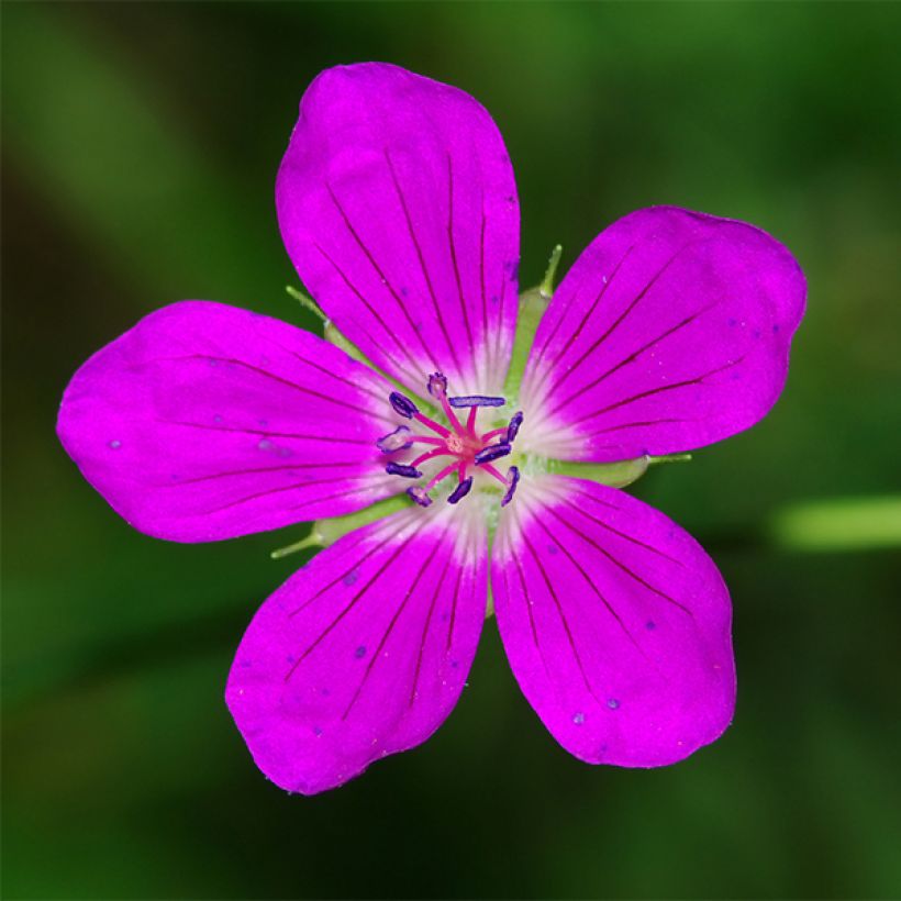 Geranium palustre - Geranio palustre (Fioritura)