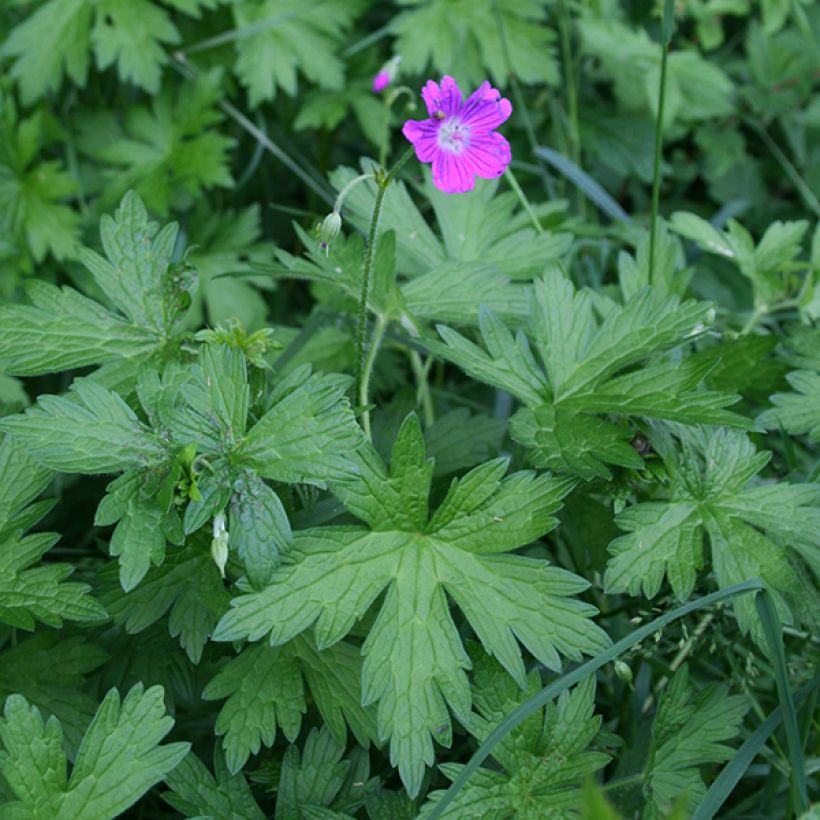 Geranium palustre - Geranio palustre (Porto)