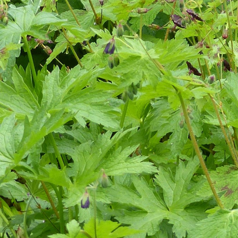 Geranium phaeum Angelina - Geranio stellato (Fogliame)