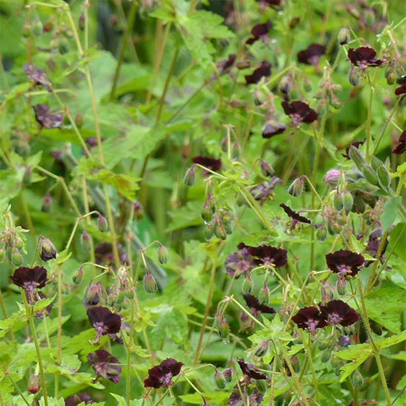 Geranium phaeum Angelina - Geranio stellato (Fioritura)