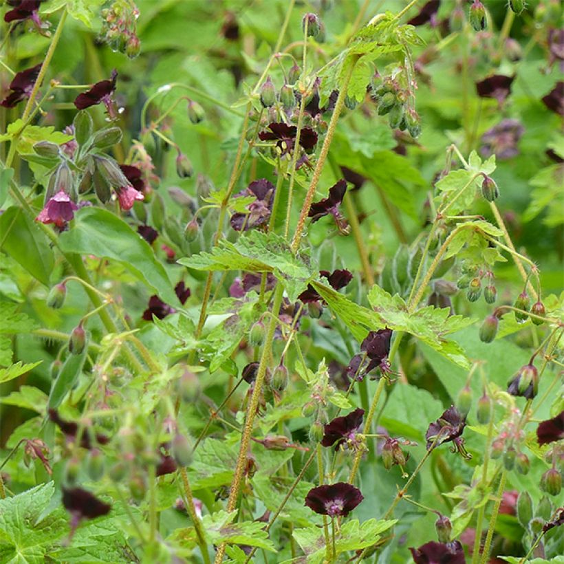 Geranium phaeum Angelina - Geranio stellato (Porto)