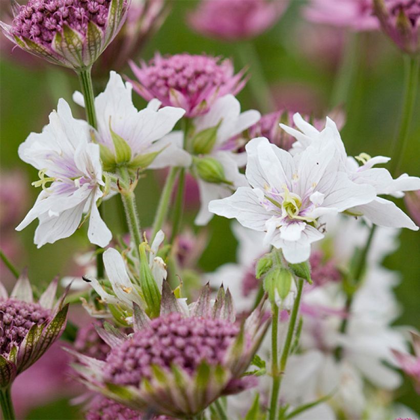 Geranium pratense Algera Double - Geranio dei prati (Fioritura)