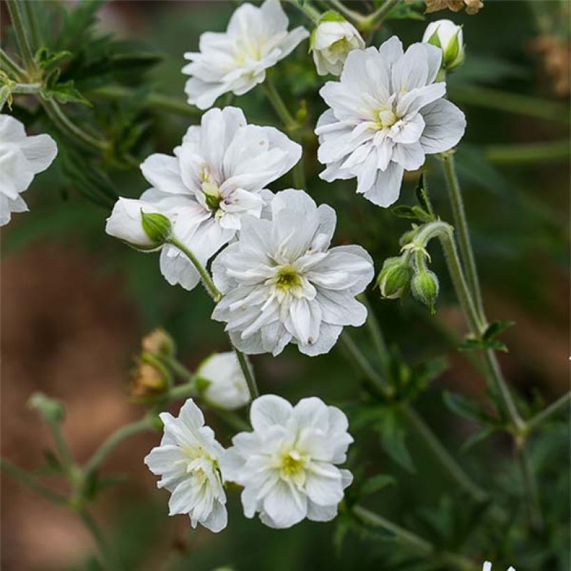 Geranium pratense Double Jewel - Geranio dei prati (Fioritura)