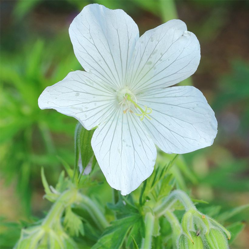 Geranium pratense f. albiflorum Galactic - Geranio dei prati (Fioritura)