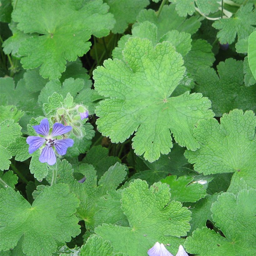 Geranium renardii Philippe Vapelle (Fogliame)