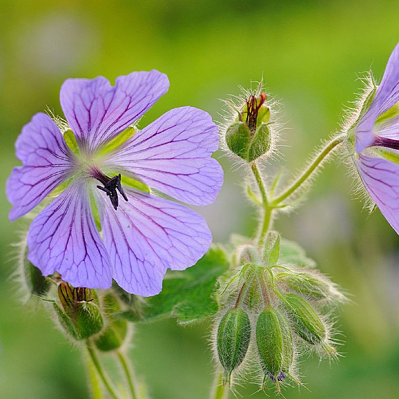 Geranium renardii Philippe Vapelle (Fioritura)