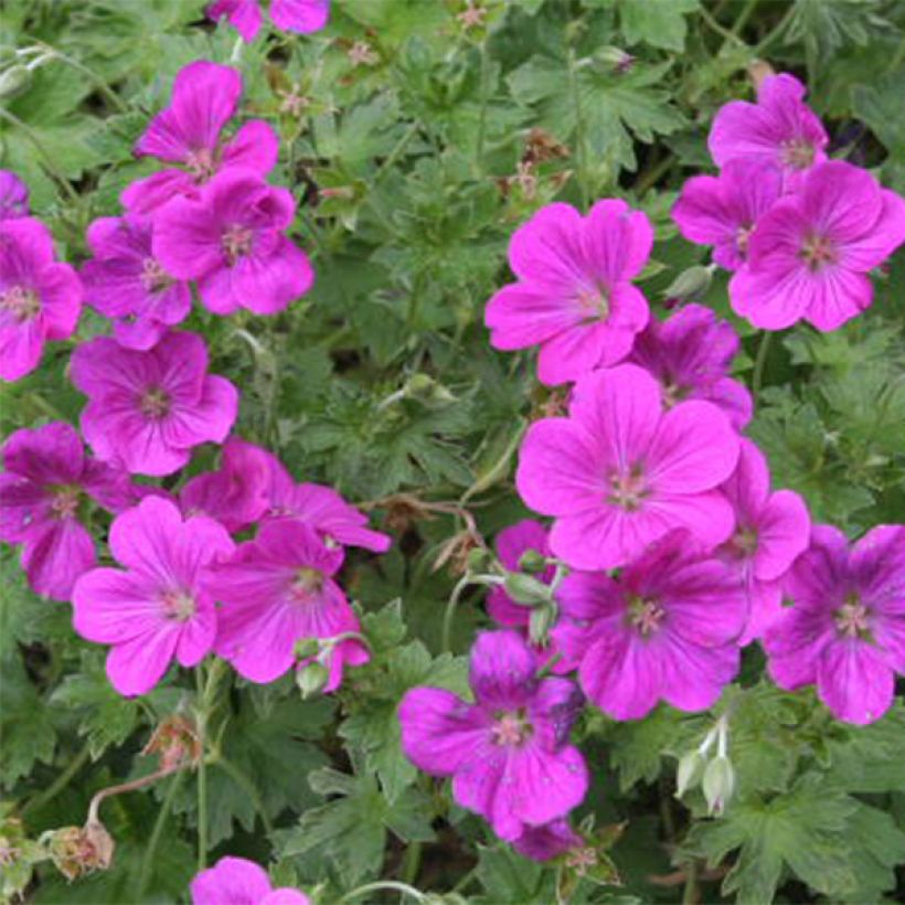 Geranium riversleaianum Russell Prichard (Fioritura)