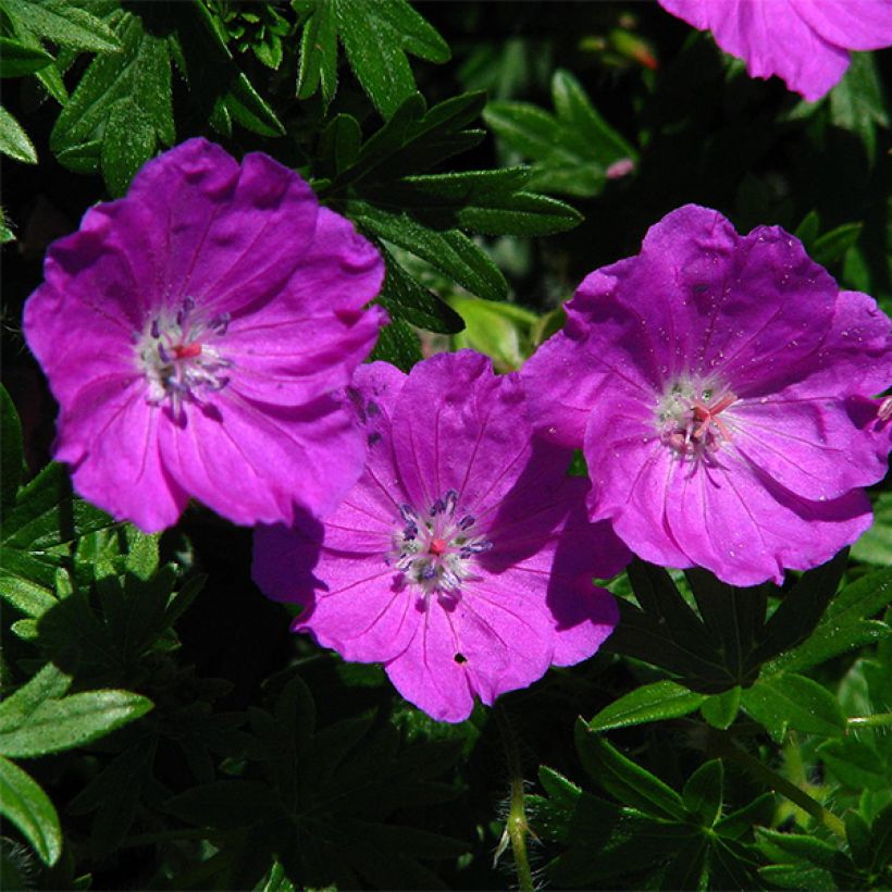 Geranium sanguineum Max Frei - Geranio sanguigno (Fioritura)