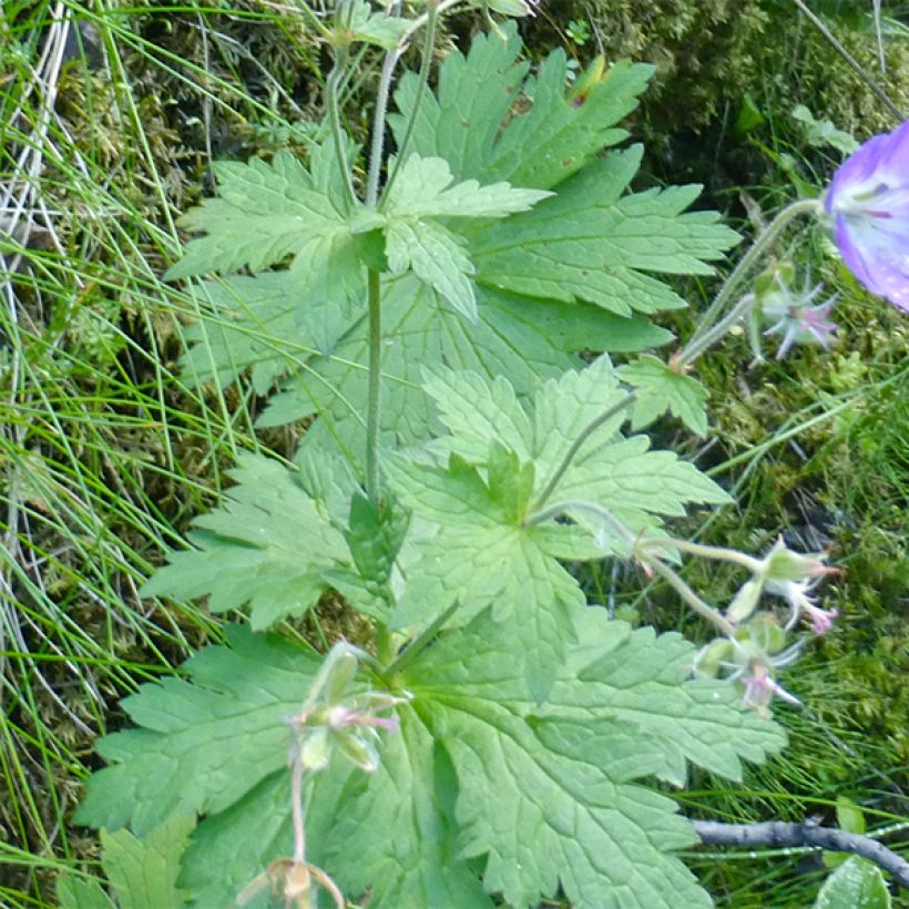 Geranium sylvaticum Birch Lilac - Geranio silvano (Fogliame)