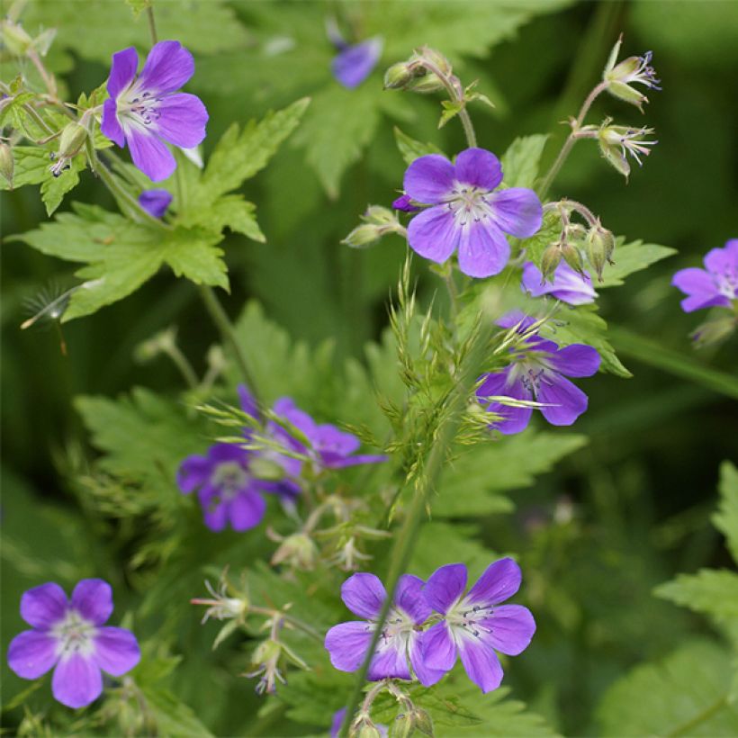 Geranium sylvaticum Birch Lilac - Geranio silvano (Fioritura)